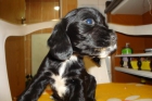 ultima cachorrita de cocker - mejor precio | unprecio.es