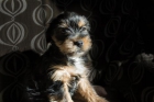Vendo cachorros Yorkshire! - mejor precio | unprecio.es
