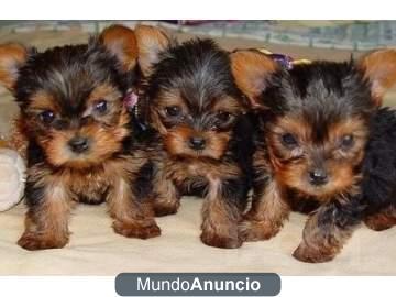 Cachorritos de razas pequeñas (bichon, westy, bulldog frances, yorki,...) TIENDA