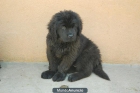 Cachorros de terranova¡¡ - mejor precio | unprecio.es