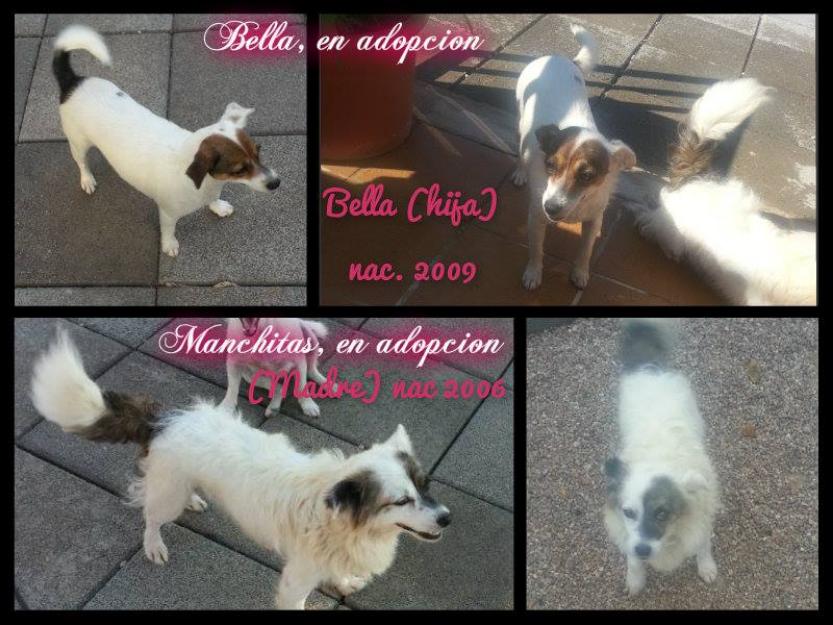 Dos Perritas pequeñas en adopción