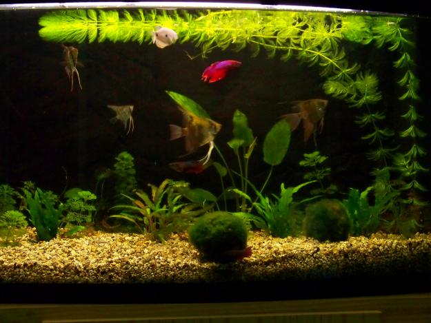 acuarui 100L con mesa