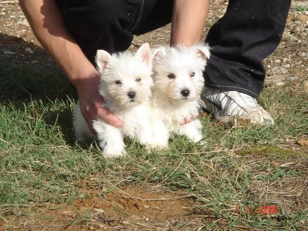 CACHORROS DE WEST HIGLAND TERRIER 550