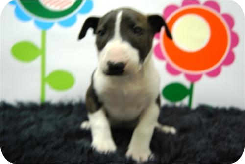 Camada de Bullterrier de gran calidad y con las mejores garantias en www.hadican.es