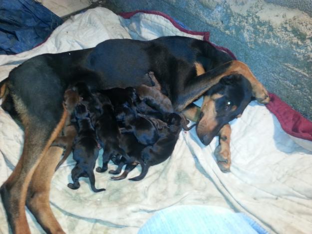 Camada de dobeman