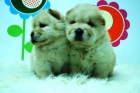 CHOW CHOW _ CACHORRITO MUY VALORADO EN EL MERCADO_ En WWW.ANIMALFLOWER.COM ;.-:-._ yifrujcnnmlI- - mejor precio | unprecio.es