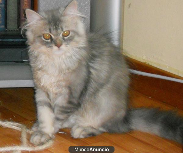 Gato persa gris/blanco perdido en Matadepera el 30/6/2012  :(