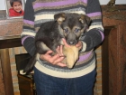 Pastores alemanes,cachorros,machos y hembras con pedigree. - mejor precio | unprecio.es