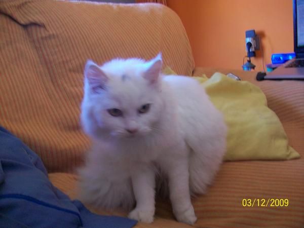 se vende gato persa blanco