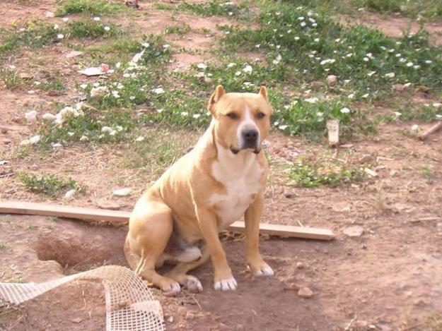 vendo camada de american pitbull terrier