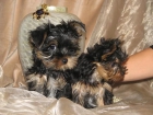 Yorkie cachorros en busca de nuevo hogar - mejor precio | unprecio.es