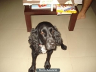 busco cocker perdido negro macho se llama ROCO - mejor precio | unprecio.es