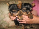 cachorrin de yorkshire macho 350 - mejor precio | unprecio.es