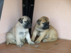 Cachorros Bullmastiff - mejor precio | unprecio.es