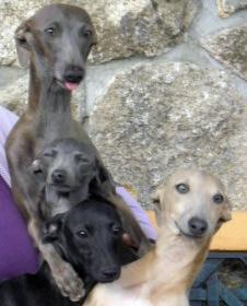 Piccolo lebrel italiano (pequeño galgo italiano)