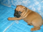 PRECIOSOS CACHORROS DE BOXER CON PEDIGREE DE LOE 350 EUROS - mejor precio | unprecio.es