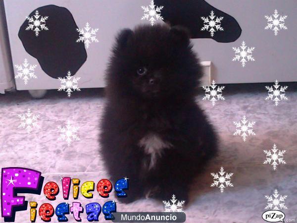 ultimo lulu de pomerania linea americana