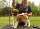 VENDO CACHORROS BLANCO AKITA INU cachorros - mejor precio | unprecio.es