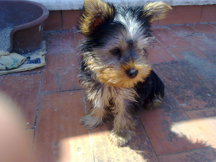 vendo cahoro yorkshire hembra