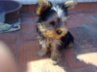 vendo cahoro yorkshire hembra - mejor precio | unprecio.es