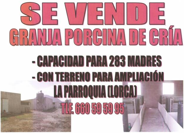 VENTA GRANJA PORCINA