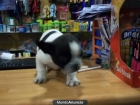 Bulldog Frances machos y hembras a 368 euros - mejor precio | unprecio.es