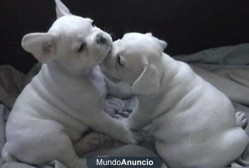CACHORROS DE BULLDOG FRANCES