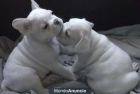 CACHORROS DE BULLDOG FRANCES - mejor precio | unprecio.es