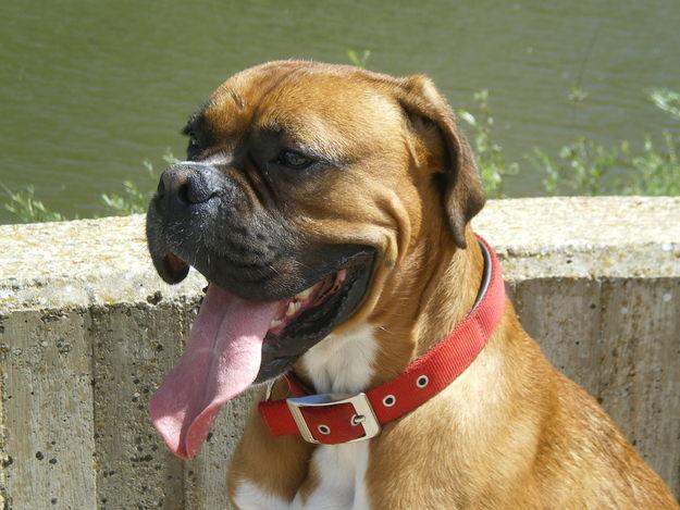 EXCELENTE BOXER MACHO PARA MONTAS
