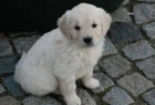 EXCELENTES CACHORROS DE GOLDEN RETRIEVER CON PEDIGREE MAGNIFICO PRECIOS - mejor precio | unprecio.es