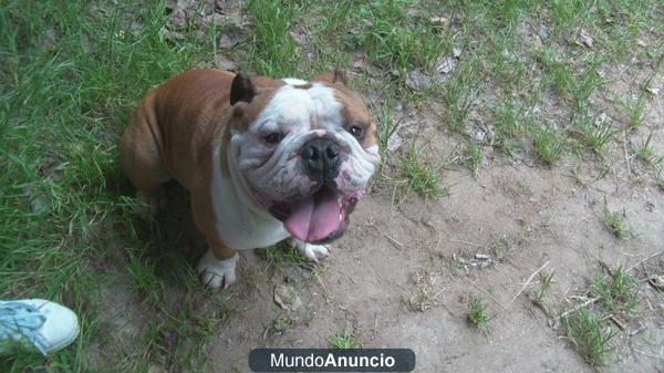 JOVEN MACHO DE BULLDOG INGLES PARA MONTAS