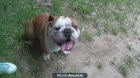 JOVEN MACHO DE BULLDOG INGLES PARA MONTAS - mejor precio | unprecio.es