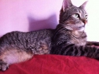 Kitti II, joven y adorable gata busca familia con perro - mejor precio | unprecio.es