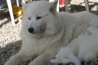 ULTIMOS CACHORROS SALMOYEDO - mejor precio | unprecio.es