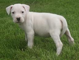 camada de dogo argentino kennel can
