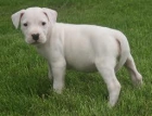 camada de dogo argentino kennel can - mejor precio | unprecio.es