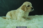 Golden Retriever fantasticos cachorros nacionales - mejor precio | unprecio.es