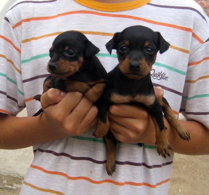 Pinschers miniatura cachorros con pedigri ! Nacionales !