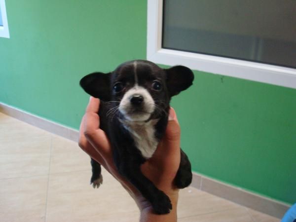 PRECIOSA CAMADA DE CHIHUAHUAS MINI