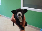 PRECIOSA CAMADA DE CHIHUAHUAS MINI - mejor precio | unprecio.es