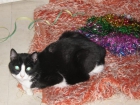 REGALO gatita con solo 3 patas - mejor precio | unprecio.es