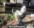 vendo pollitos gallinas brahman jigante - mejor precio | unprecio.es