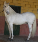 venta caballos pre - mejor precio | unprecio.es