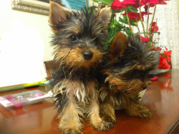 Yorkshire terrier