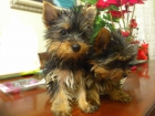 Yorkshire terrier - mejor precio | unprecio.es