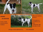 Macho MIx POinter en Adopción - mejor precio | unprecio.es