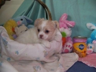 Cachorritos Machos y hembras de chihuahua adorable libre - mejor precio | unprecio.es