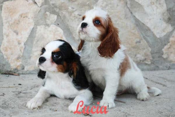 Cachorros de Cavalier, preciosa camada