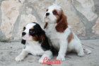 Cachorros de Cavalier, preciosa camada - mejor precio | unprecio.es