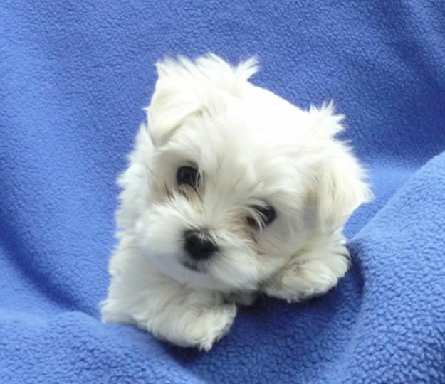 camada de bichon maltes